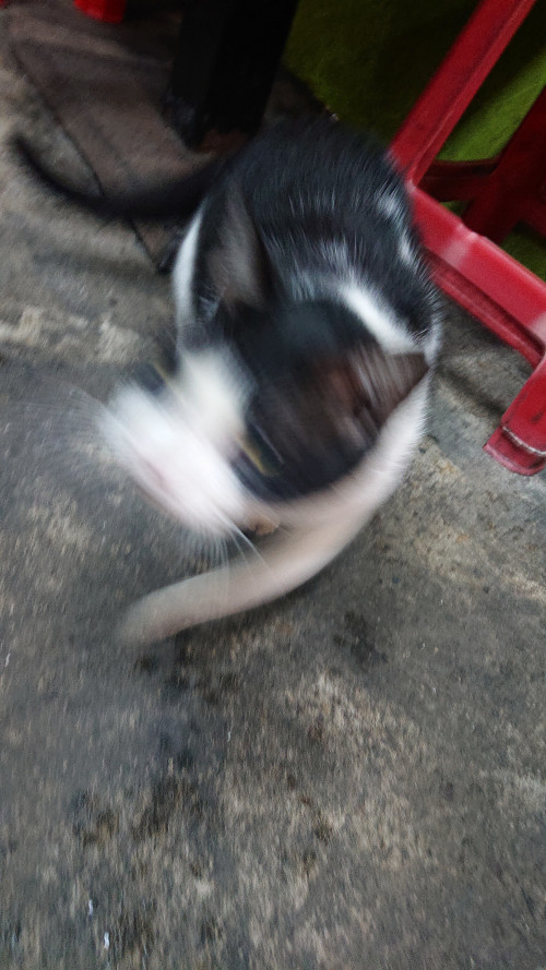 iGoej.jpg