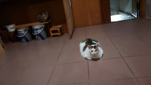 iSDOl.jpg