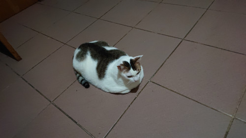 iatt2.jpg