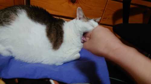 pINHA.jpg