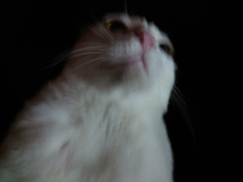 pacp9.jpg