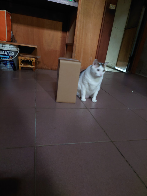 pakde.jpg