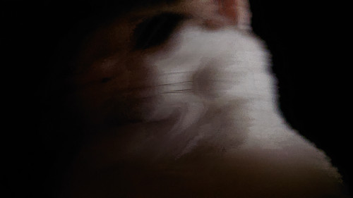 pkjc2.jpg