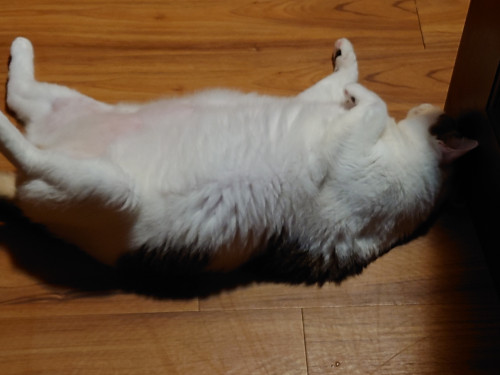 prCL3.jpg