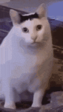 zIUoe.gif
